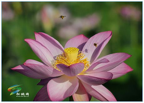 人间七月芳菲尽，马安荷花始盛开！