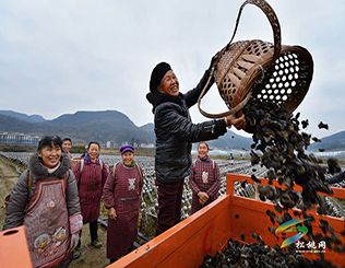 松桃•孟溪镇黑木耳种植基地掠影
