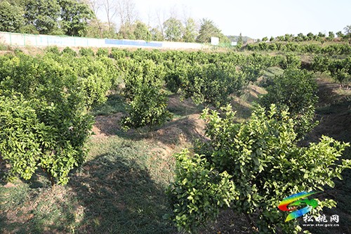 武警贵州省总队到我县调研乡村振兴帮扶成效工作