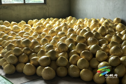 石头村的“柚”获
