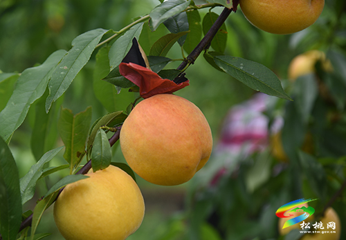 乌罗：鲜桃上市，采摘持续至10月底