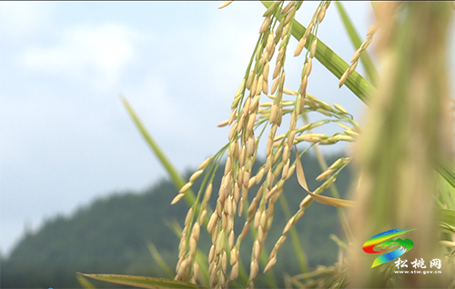 松桃：22万亩水稻迎丰收　机械化作业助力收割