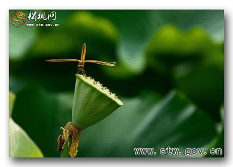 夏日荷花入画来