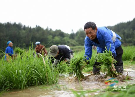 松桃盘石：变传统农业为精品产业