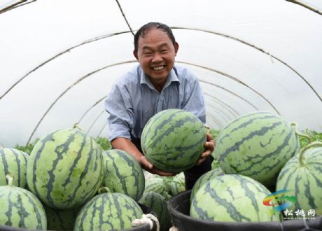 松桃： 西瓜熟  瓜农笑