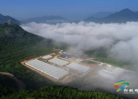 1211生猪代养模式 为苗乡群众架起致富桥