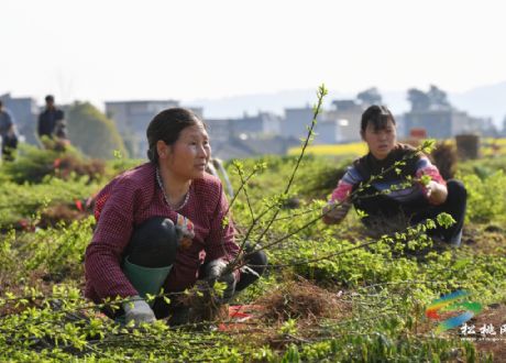 孟溪油蓬村：产业发展掠影