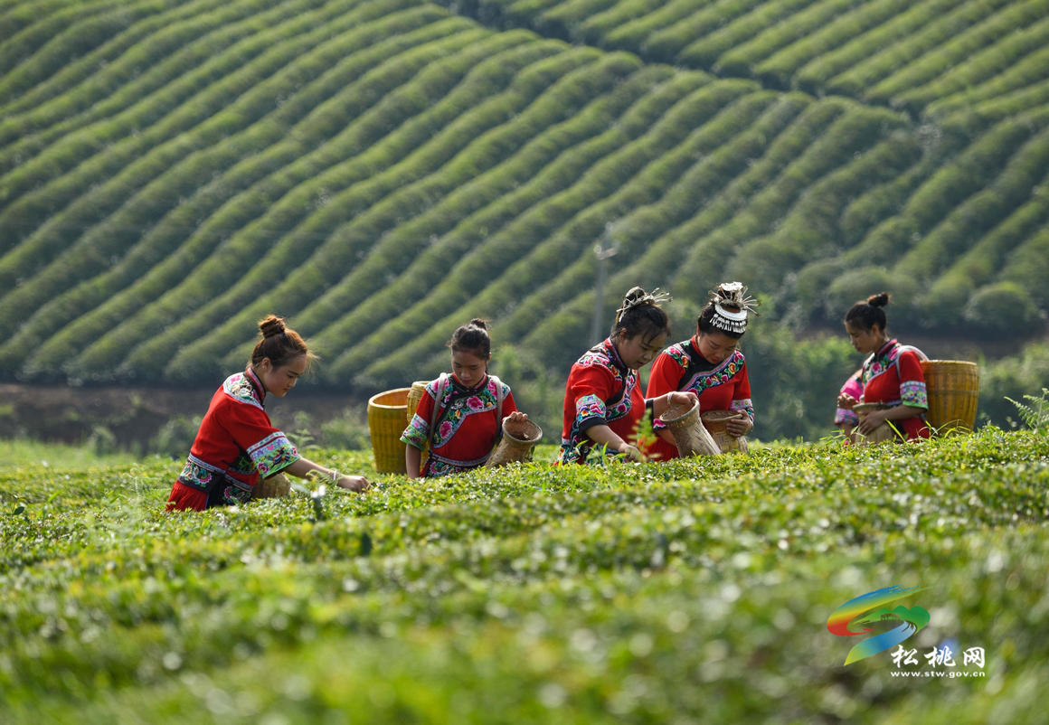 松桃·农旅一体化发展生态茶产业