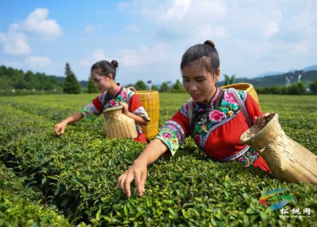 松桃·农旅一体化发展生态茶产业
