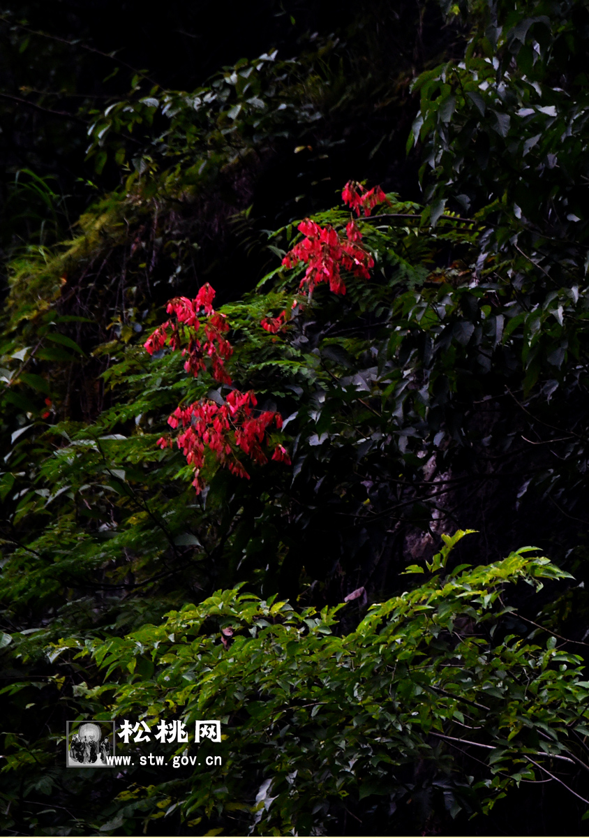 石花，守望湘黔边区的娇艳“西子”