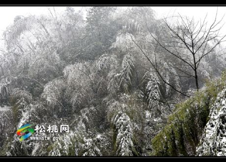 行摄松桃：桃源仙境　雪色阳雀