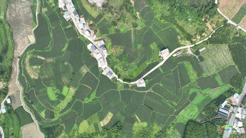 大坪场镇：大豆玉米带状复合种植助力稳粮增豆