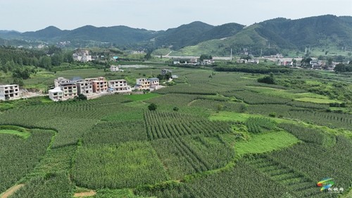 大坪场镇：大豆玉米带状复合种植助力稳粮增豆