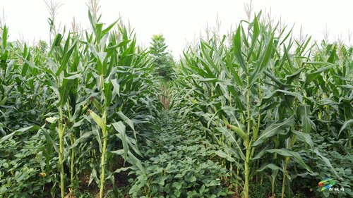 大坪场镇：大豆玉米带状复合种植助力稳粮增豆