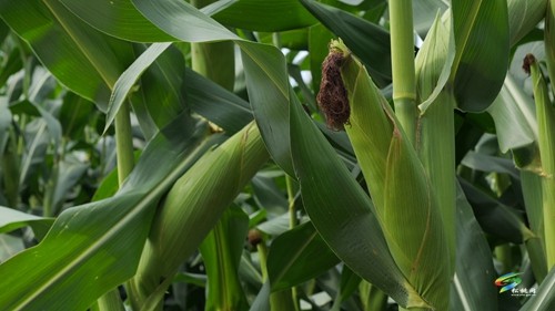 大坪场镇：大豆玉米带状复合种植助力稳粮增豆