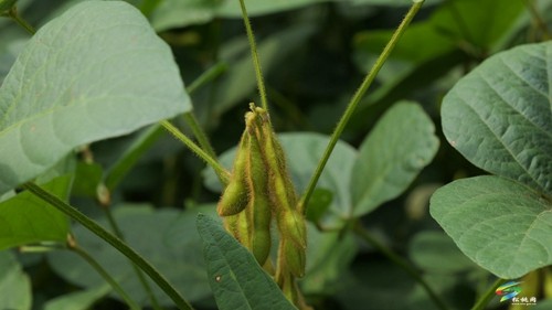 大坪场镇：大豆玉米带状复合种植助力稳粮增豆