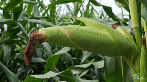 大坪场镇：大豆玉米带状复合种植助力稳粮增豆