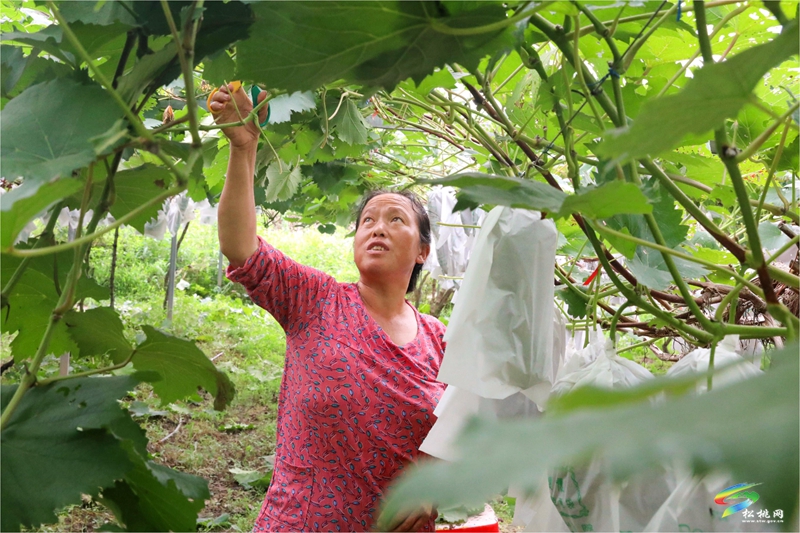 普觉镇：甜蜜葡萄迎丰收