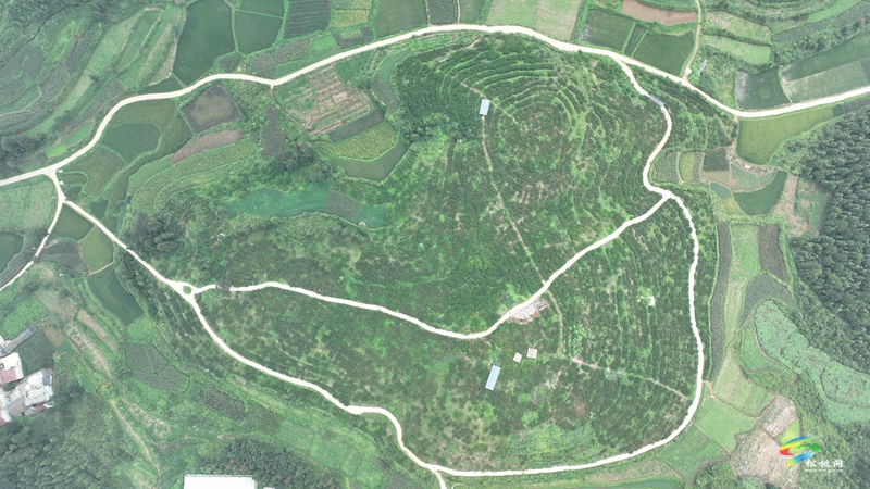 盘信镇：烟雨楼台黄桃迎采收