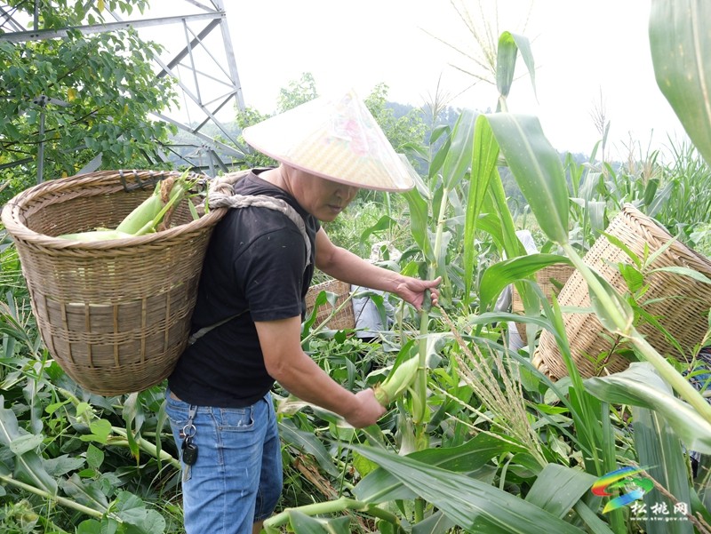 千亩“金穗穗”满仓 大路镇鲜食玉米采收正酣