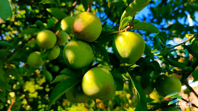 妙隘寨石农庄：“三端四新”绘就智慧果园新图景
