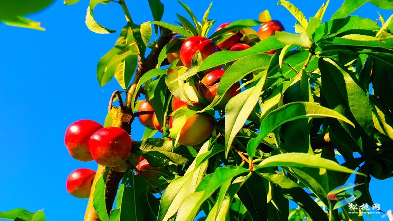 妙隘寨石农庄：“三端四新”绘就智慧果园新图景