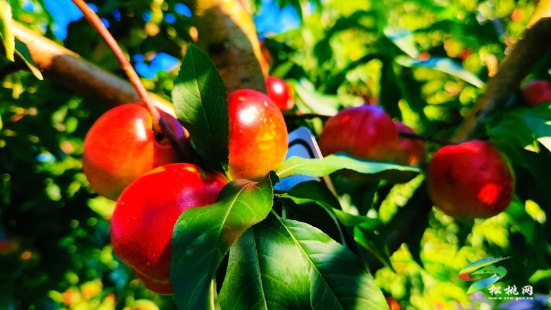 妙隘寨石农庄：“三端四新”绘就智慧果园新图景