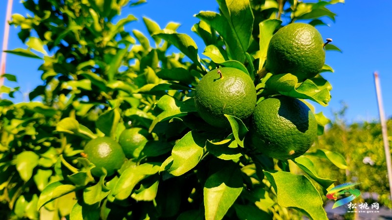 妙隘寨石农庄：“三端四新”绘就智慧果园新图景