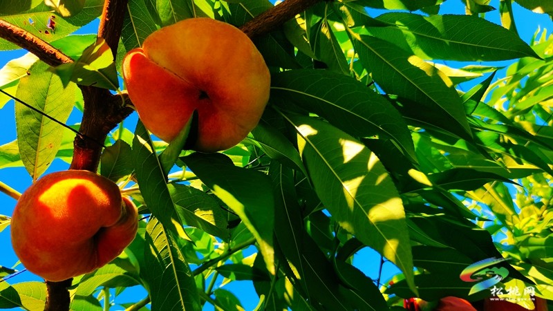 妙隘寨石农庄：“三端四新”绘就智慧果园新图景