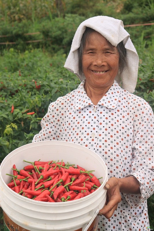 普觉镇：订单辣椒映红振兴路 党群合力谱写增收曲