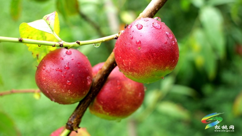 九江街道：油桃迎丰收，果香四溢采摘忙
