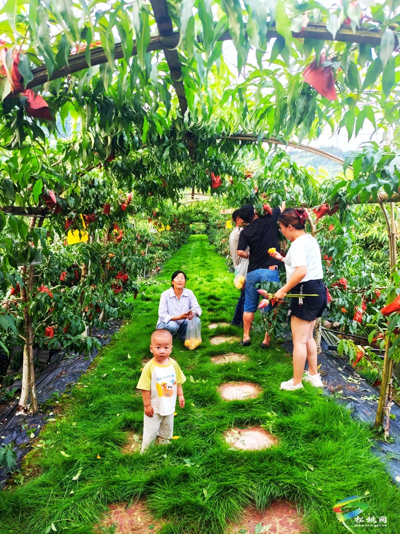 妙隘寨石农庄：“三端四新”绘就智慧果园新图景