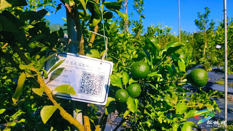 妙隘寨石农庄：“三端四新”绘就智慧果园新图景