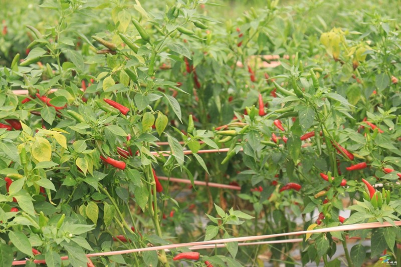 普觉镇：订单辣椒映红振兴路 党群合力谱写增收曲