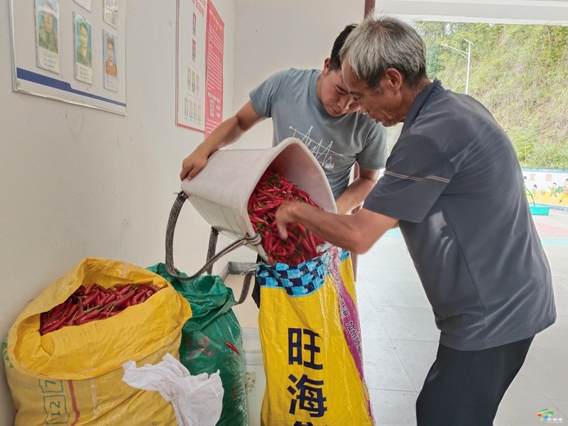 普觉镇：订单辣椒映红振兴路 党群合力谱写增收曲