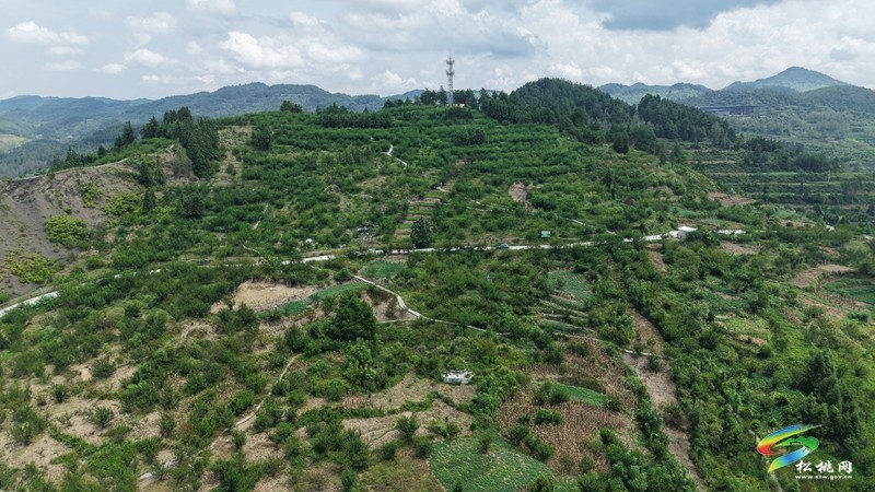 迓驾镇：秋风起 花生香 田间地头采收忙