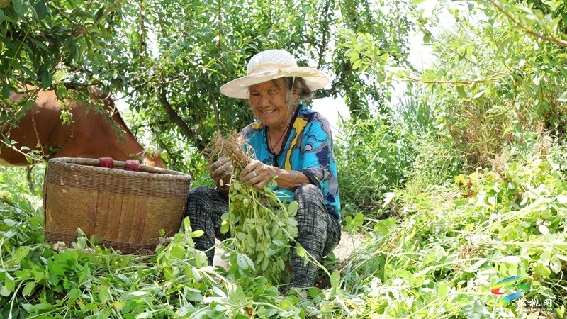 迓驾镇：秋风起 花生香 田间地头采收忙