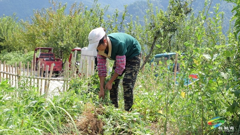 迓驾镇：秋风起 花生香 田间地头采收忙