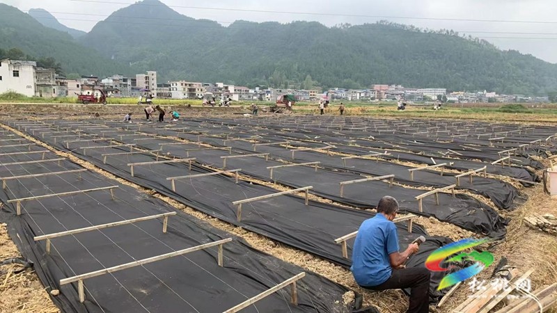 普觉镇：冬季木耳种植忙 绘就产业新篇章