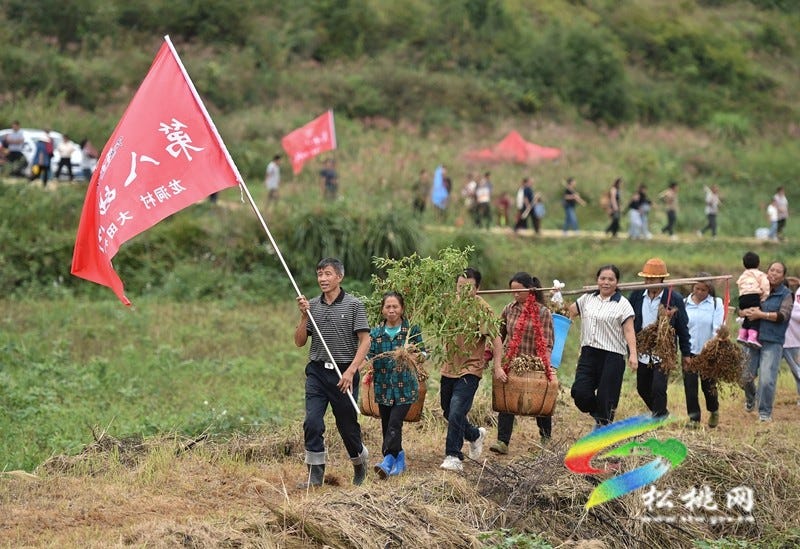 【吃贵州“晚饭”·看松桃村晚】松桃村晚·且听泥喃：走进黄板镇珍珠花生的“花样年华”