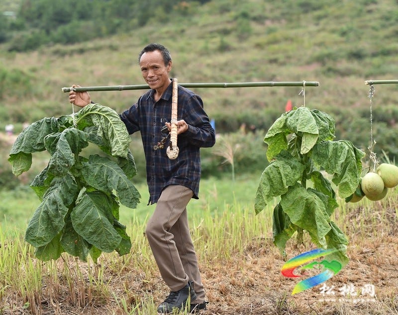【吃贵州“晚饭”·看松桃村晚】松桃村晚·且听泥喃：走进黄板镇珍珠花生的“花样年华”