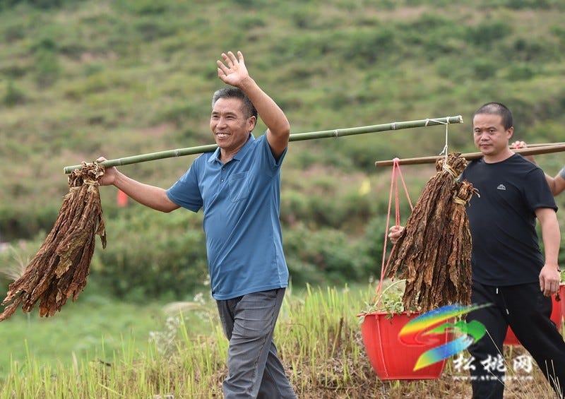 【吃贵州“晚饭”·看松桃村晚】松桃村晚·且听泥喃：走进黄板镇珍珠花生的“花样年华”