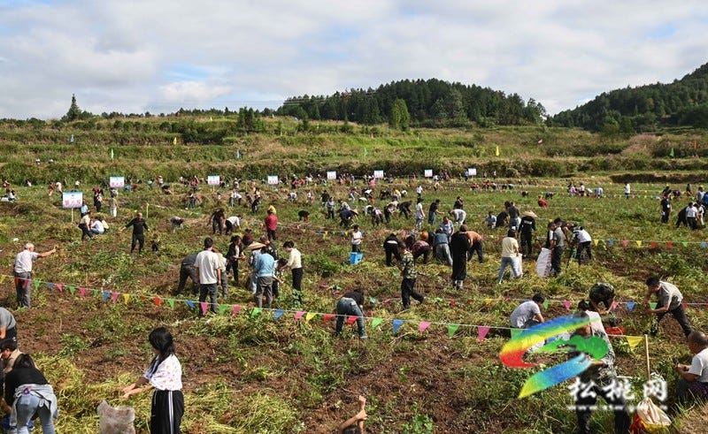 【吃贵州“晚饭”·看松桃村晚】松桃村晚·且听泥喃：走进黄板镇珍珠花生的“花样年华”