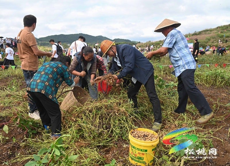 【吃贵州“晚饭”·看松桃村晚】松桃村晚·且听泥喃：走进黄板镇珍珠花生的“花样年华”
