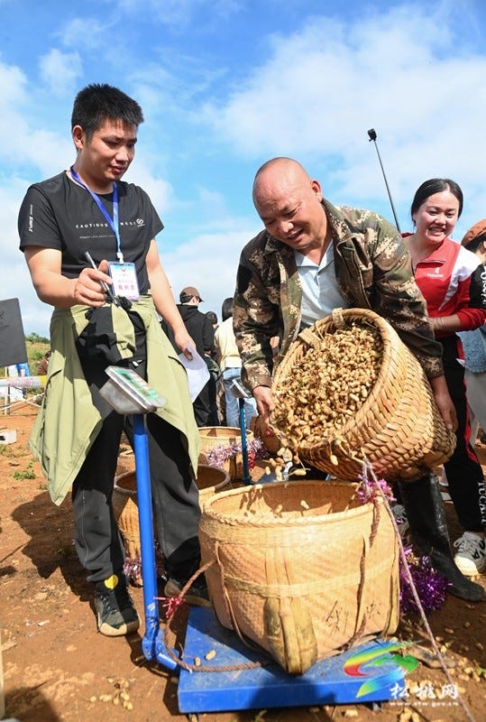 【吃贵州“晚饭”·看松桃村晚】松桃村晚·且听泥喃：走进黄板镇珍珠花生的“花样年华”
