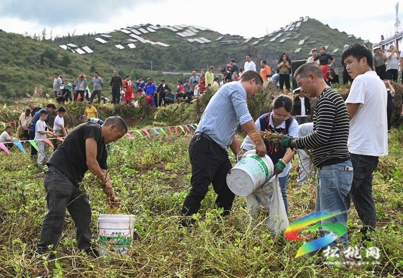 【吃贵州“晚饭”·看松桃村晚】松桃村晚·且听泥喃：走进黄板镇珍珠花生的“花样年华”