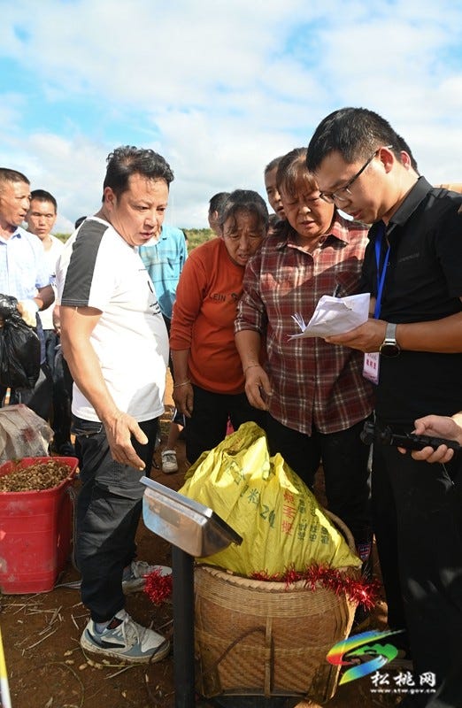 【吃贵州“晚饭”·看松桃村晚】松桃村晚·且听泥喃：走进黄板镇珍珠花生的“花样年华”