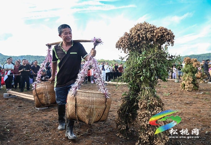 【吃贵州“晚饭”·看松桃村晚】松桃村晚·且听泥喃：走进黄板镇珍珠花生的“花样年华”