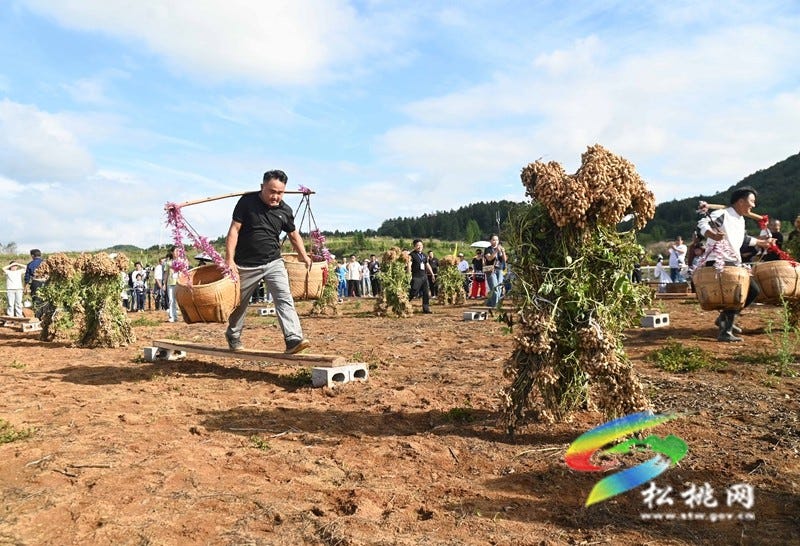 【吃贵州“晚饭”·看松桃村晚】松桃村晚·且听泥喃：走进黄板镇珍珠花生的“花样年华”