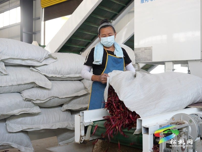 “辣”品进阶！松桃强村富民公司干椒色选冲刺优质市场